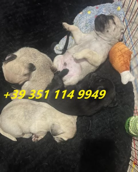 Regala i nostri cuccioli di carlino maschio e femmina
