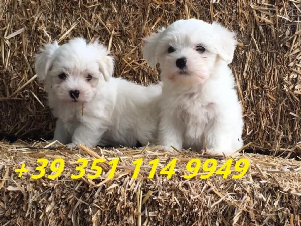 Regala i nostri cuccioli di maltese maschio e femmina | Foto 1