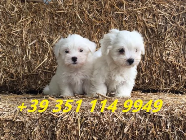 Regala i nostri cuccioli di maltese maschio e femmina | Foto 0