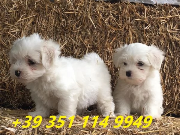 Regala i nostri cuccioli di maltese maschio e femmina