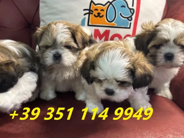 Regala i nostri cuccioli di shitzu maschio e femmina | Foto 2
