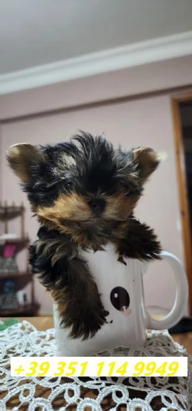 Regala i nostri cuccioli di Yorkshire maschio e femmina | Foto 2
