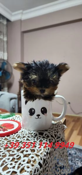 Regala i nostri cuccioli di Yorkshire maschio e femmina | Foto 1