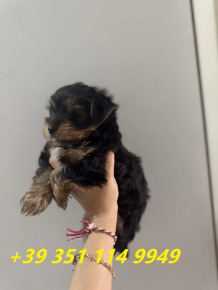 Regala i nostri cuccioli di Yorkshire maschio e femmina | Foto 0