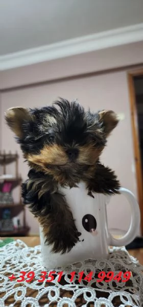 Regala i nostri cuccioli di Yorkshire maschio e femmina