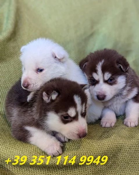Regala i nostri cuccioli di Husky siberiano maschio e femmina | Foto 2