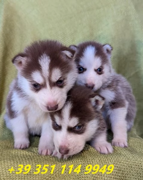 Regala i nostri cuccioli di Husky siberiano maschio e femmina | Foto 1