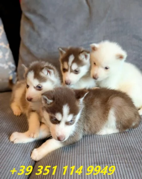 Regala i nostri cuccioli di Husky siberiano maschio e femmina