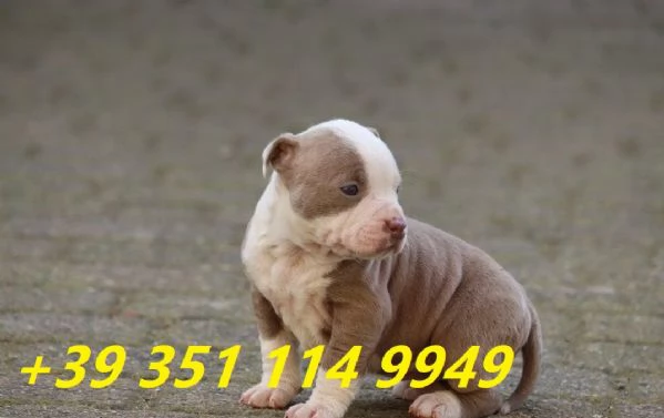 Regala i nostri cuccioli di pitbull maschio e femmina