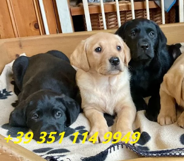 Regala i nostri cuccioli di Labrador maschio e femmina | Foto 2