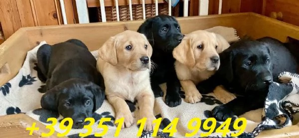 Regala i nostri cuccioli di Labrador maschio e femmina | Foto 1