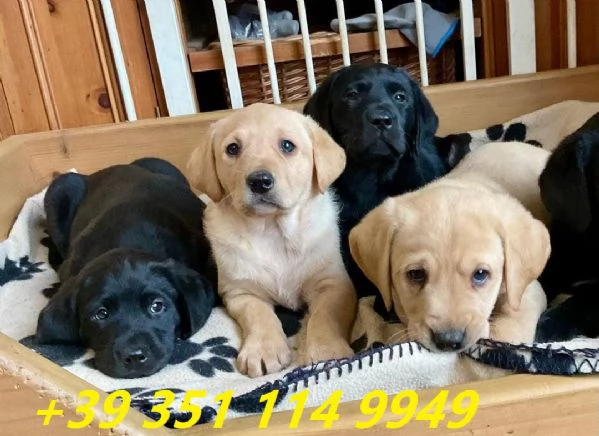 Regala i nostri cuccioli di Labrador maschio e femmina