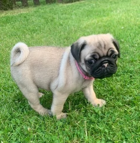 regala i nostri cuccioli di carlino maschio e femmina