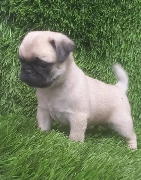 regala i nostri cuccioli di carlino maschio e femmina | Foto 2