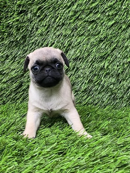 regala i nostri cuccioli di carlino maschio e femmina | Foto 1