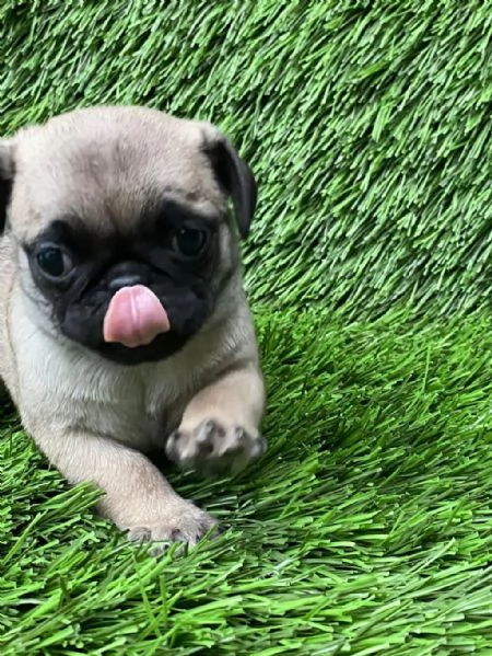 regala i nostri cuccioli di carlino maschio e femmina | Foto 0