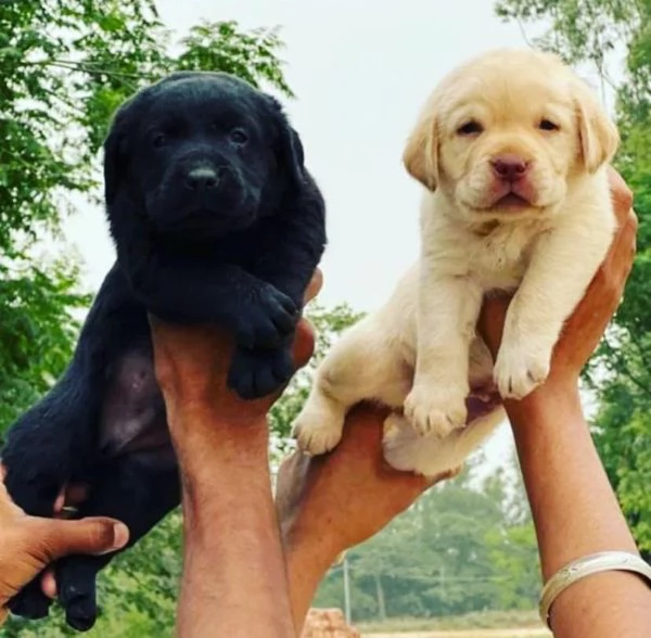  Labrador retriever