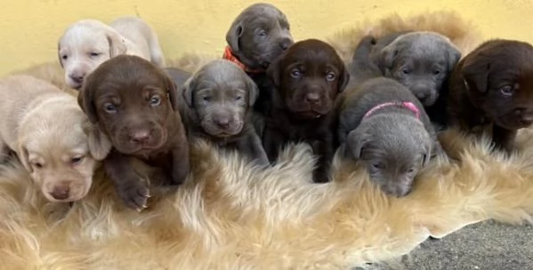 Cuccioli labrador 