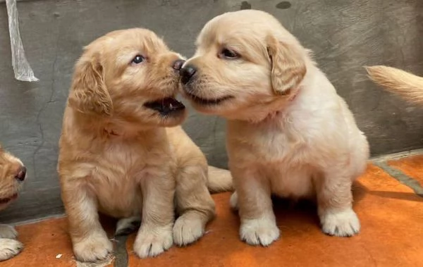 Fantastici cuccioli labrador retriever