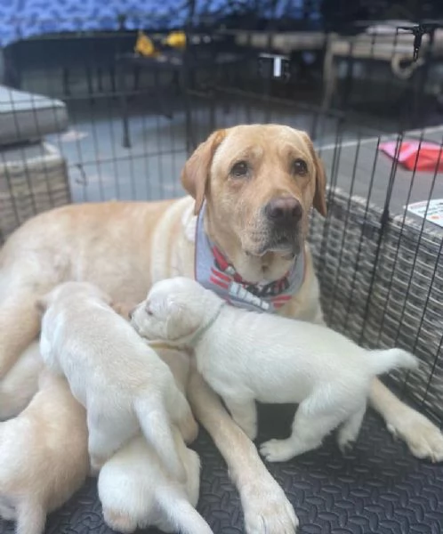 Cuccioli di Labrador con Pedigree