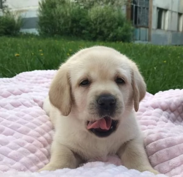 Disponibili stupendi cuccioli di Labrador Retriver