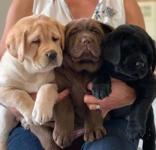 Cuccioli labrador retriever