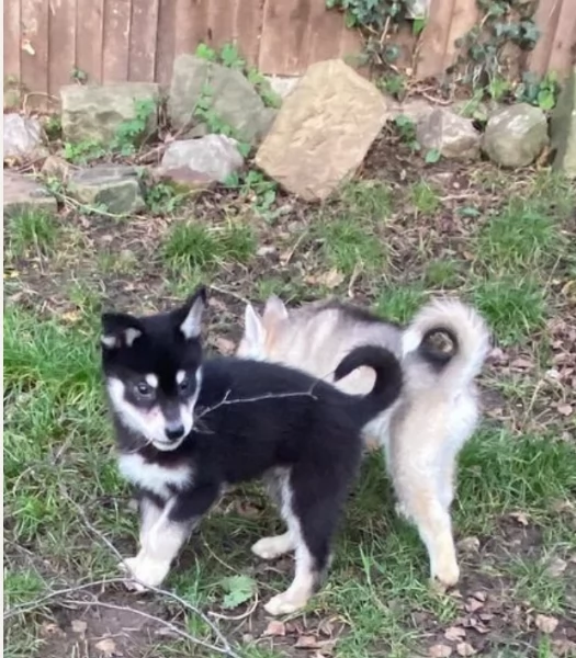 CUCCIOLI DI SIBERIAN HUSKY ALLEVATI CON AMORE per adozione