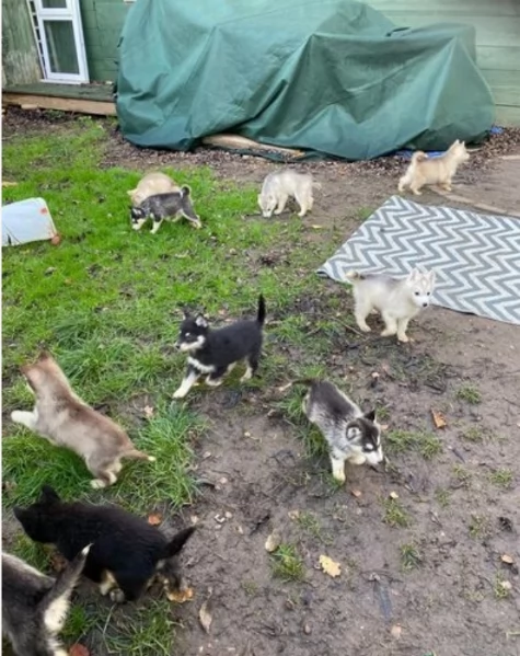 CUCCIOLI DI SIBERIAN HUSKY ALLEVATI CON AMORE per adozione