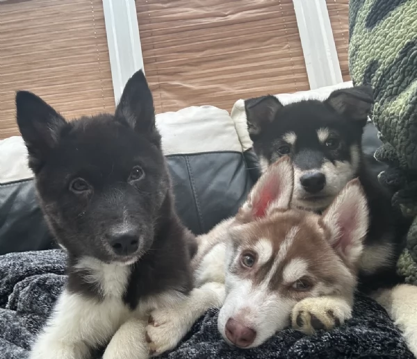 CUCCIOLI DI SIBERIAN HUSKY ALLEVATI CON AMORE per adozione | Foto 1