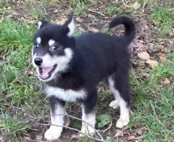 CUCCIOLI DI SIBERIAN HUSKY ALLEVATI CON AMORE per adozione
