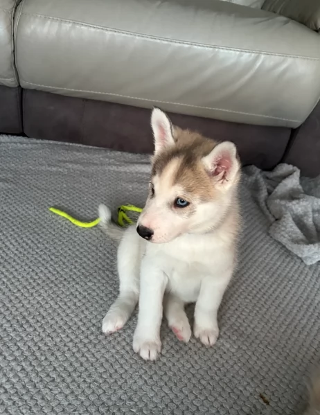 CUCCIOLI DI SIBERIAN HUSKY ALLEVATI CON AMORE per adozione | Foto 0