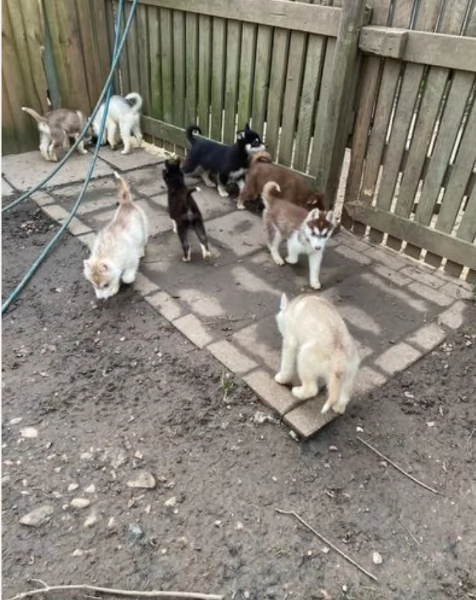 CUCCIOLI DI SIBERIAN HUSKY ALLEVATI CON AMORE per adozione