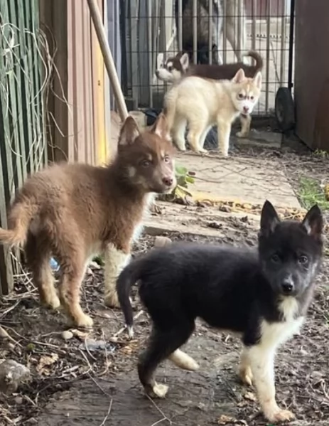 CUCCIOLI DI SIBERIAN HUSKY ALLEVATI CON AMORE per adozione | Foto 1