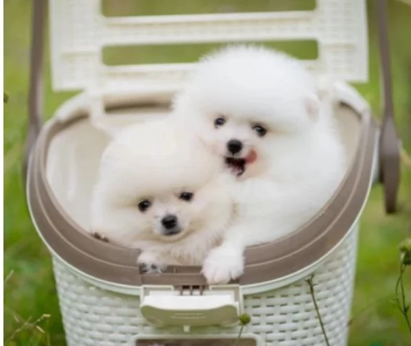 CUCCIOLI DI Pomerania per adozione