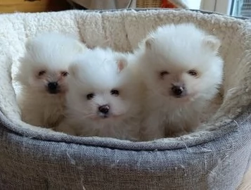 CUCCIOLI DI Pomerania per adozione