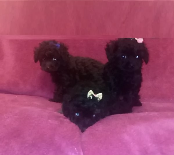  disponibili maschietti e femminucce di barboncino toy 