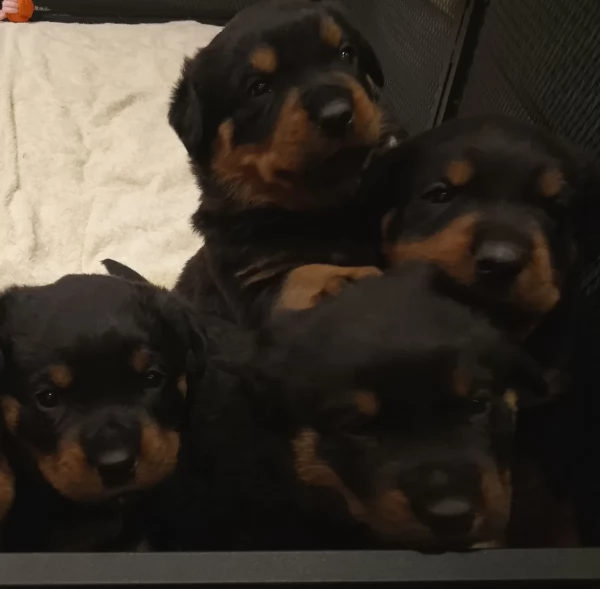 Adottare cuccioli di Rottweiler maschio e femmina