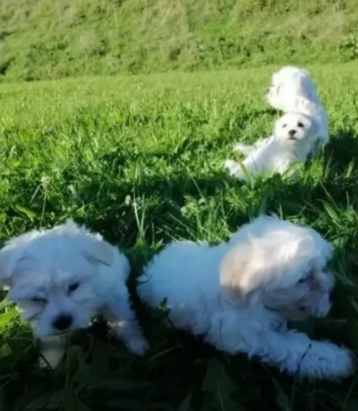 CUCCIOLI DI Maltese ALLEVATI CON AMORE per adozione