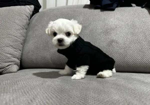 CUCCIOLI DI Maltese ALLEVATI CON AMORE per adozione | Foto 2