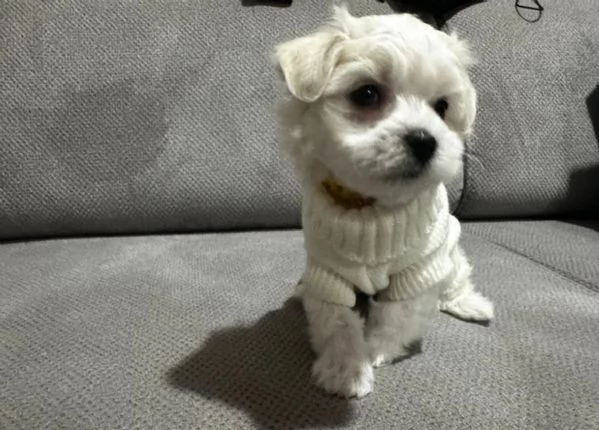 CUCCIOLI DI Maltese ALLEVATI CON AMORE per adozione | Foto 2