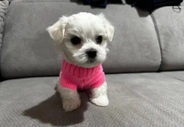 CUCCIOLI DI Maltese ALLEVATI CON AMORE per adozione | Foto 1