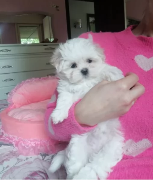 CUCCIOLI DI Maltese ALLEVATI CON AMORE per adozione | Foto 2