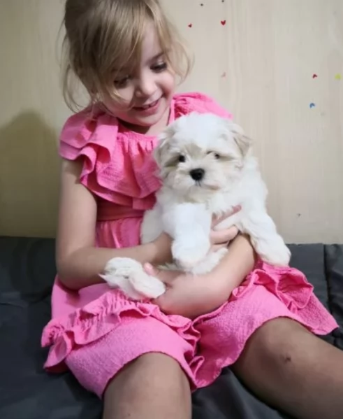 CUCCIOLI DI Maltese ALLEVATI CON AMORE per adozione | Foto 1