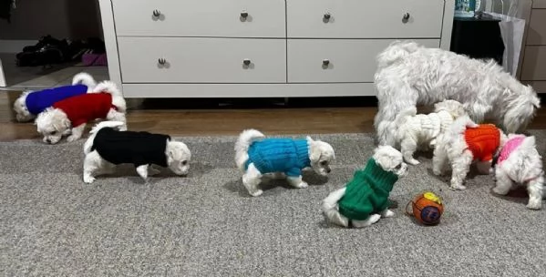 CUCCIOLI DI Maltese ALLEVATI CON AMORE per adozione