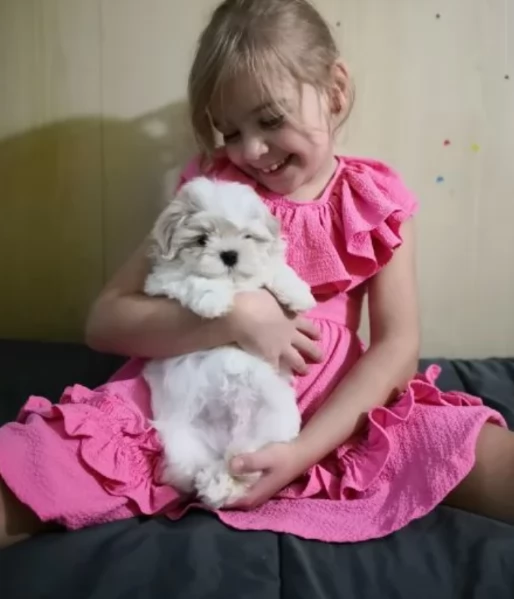 CUCCIOLI DI Maltese ALLEVATI CON AMORE per adozione | Foto 1