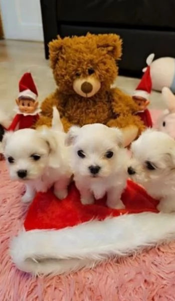 CUCCIOLI DI Maltese ALLEVATI CON AMORE per adozione