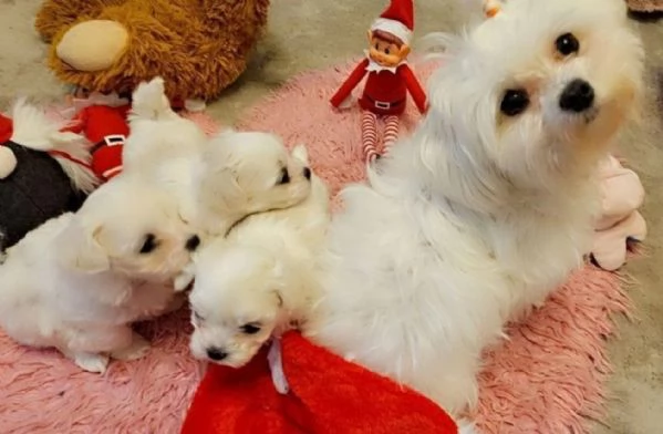 CUCCIOLI DI Maltese ALLEVATI CON AMORE per adozione | Foto 3