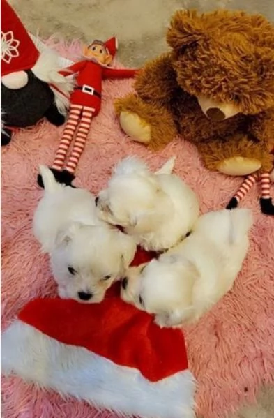 CUCCIOLI DI Maltese ALLEVATI CON AMORE per adozione | Foto 2