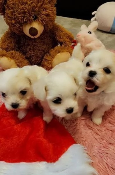 CUCCIOLI DI Maltese ALLEVATI CON AMORE per adozione | Foto 1
