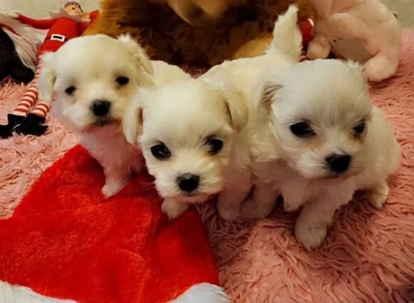CUCCIOLI DI Maltese ALLEVATI CON AMORE per adozione | Foto 0